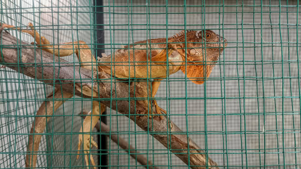 Iguana in a Cage Orange iguana in a cage giant bearded dragon stock pictures, royalty-free photos & images