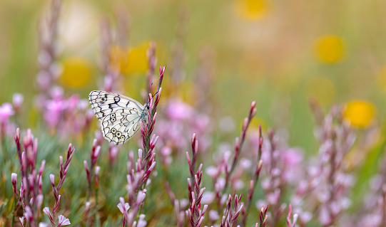 white butterfly in purple flowers, Esper’s Marbled White, Melanargia russiae