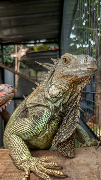 Green Iguana Green iguana in a cage giant bearded dragon stock pictures, royalty-free photos & images