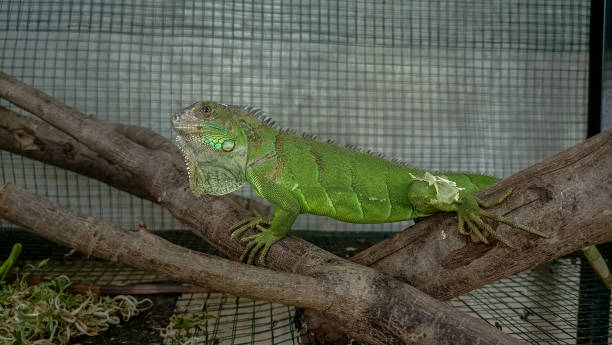 Green Iguana Green iguana in a cage giant bearded dragon stock pictures, royalty-free photos & images
