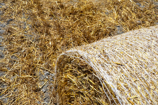 Agricultural activity in Italy and organic farming: hay bales on a field