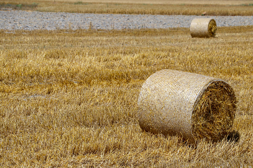 Straw bale in the field