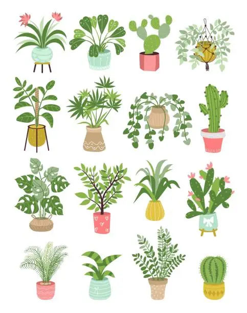 Vector illustration of Home plants. Different types of ficus in flowerpots. Trees and decorative greenery for interiors and greenhouses. Urban indoor garden. Potted succulents and cactuses. Splendid vector set