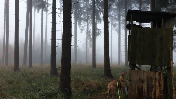 Hunting Dog with high stand in the foggy forest