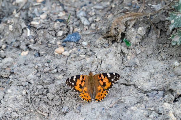 Free angleworm stock photos. Download the best free angleworm images at ...