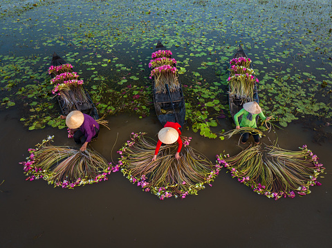 Drone view women is harvesting water lily in Moc Hoa - Long An province, south west Vietnam