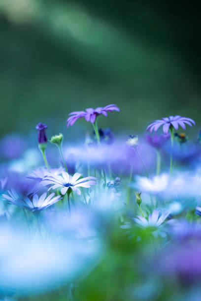 istock Purple and white dasies 1805373529
