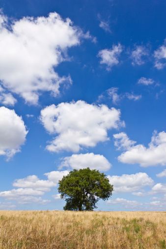 A lonely tree placed in a yellow field under a blue, cloudy sky.