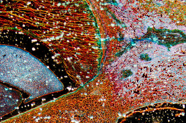 milho com embriões - cell plant cell biology scientific micrograph imagens e fotografias de stock