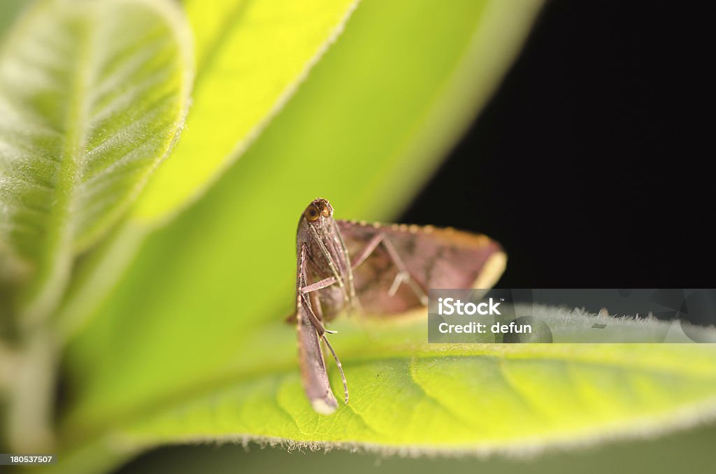 Mariposa - Foto de stock de Amarelo royalty-free