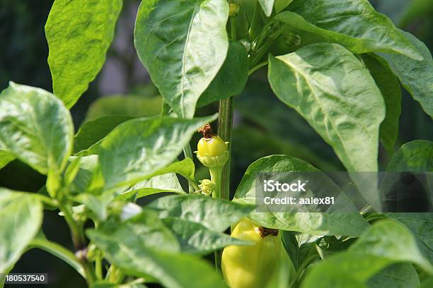 Crescimento De Planta Verde Orgânico Pimenta - Fotografias de stock e mais imagens de Agricultura - Agricultura, Alimentação Saudável, Ao Ar Livre