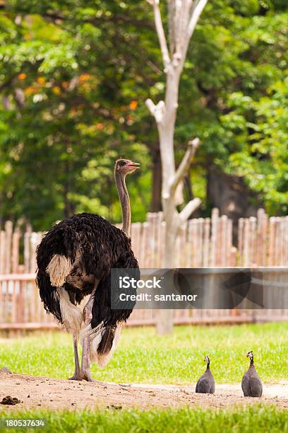 Avestruz Foto de stock y más banco de imágenes de Aire libre - Aire libre, Alto - Descripción física, Animal