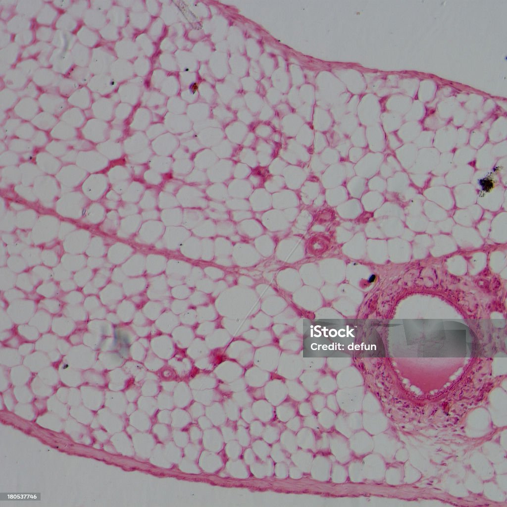 Micrografia del vaso sanguigno, arteria e una vena - Foto stock royalty-free di Anatomia umana