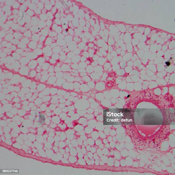 Micrografia Del Vaso Sanguigno Arteria E Una Vena - Fotografie stock e altre immagini di Anatomia umana - Anatomia umana, Biologia, Cellula umana