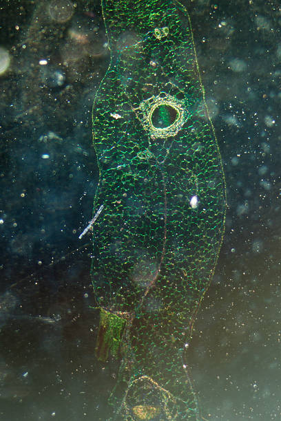 microscopie de vaisseau sanguin, veine et l'artère - microscope view photos et images de collection