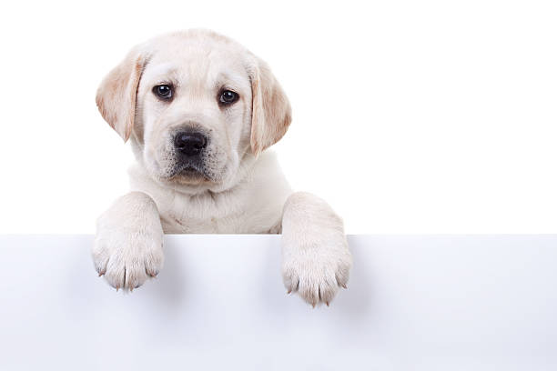 istock Puppy Above Banner 180538030