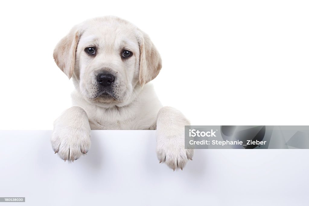 Puppy Above Banner 6 weeks old Labrador retriever puppy dog over white sign for your text, isolated on white Dog Stock Photo