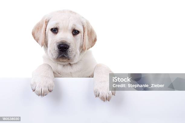 Puppy Above Banner Stock Photo - Download Image Now - Dog, Looking Over, Puppy