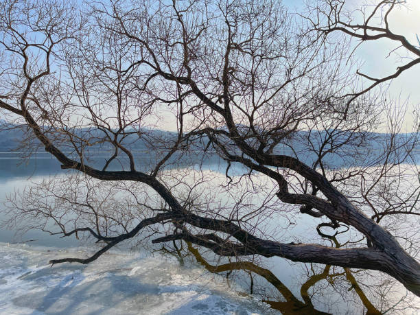 川沿いの冬の裸の木