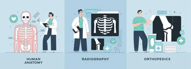 Vector illustration of Human Anatomy, Radiography, Orthopedics Illustrations