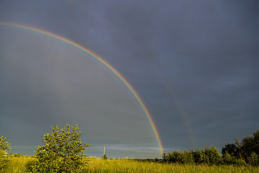 Tree, Field and Rainbow