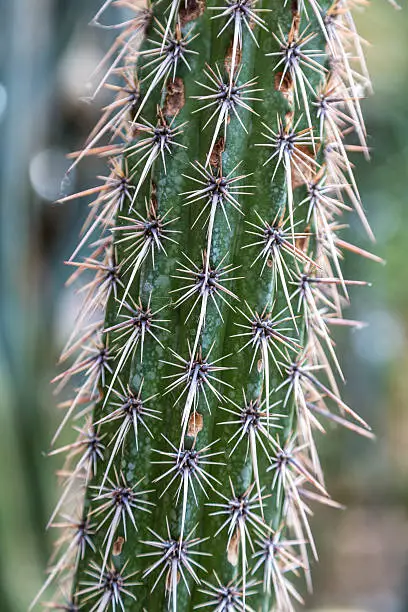 closeup of a cactus with long spikes.