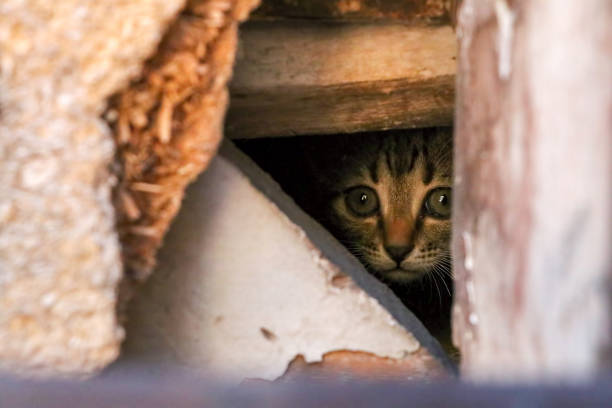 istock Stray cats in Ayvalik street, Turkey 1805388101