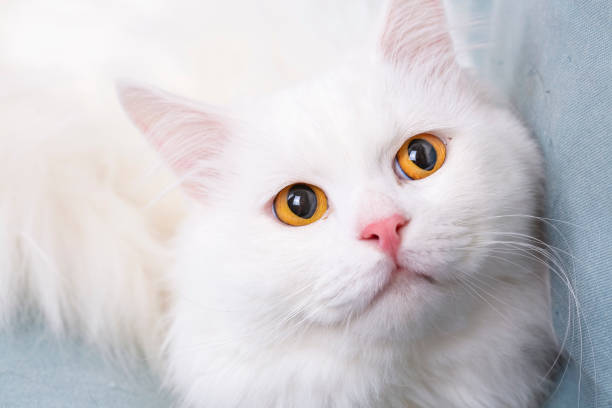 istock Longhaired white cat, pet animal. 1805390305