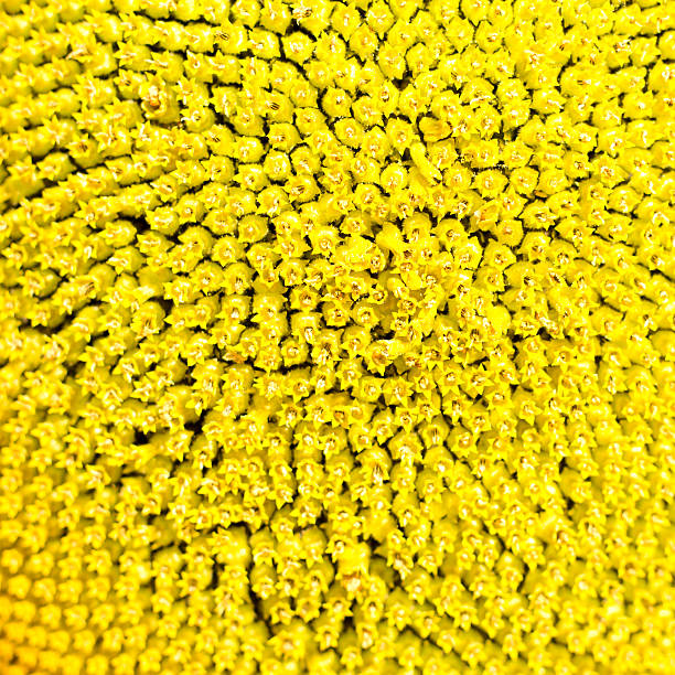 macro photo of sunflower