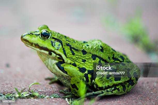 Grünen Frosch Pelophylax Lessonae Stockfoto und mehr Bilder von Abwarten - Abwarten, Amphibie, Bedrohte Tierart