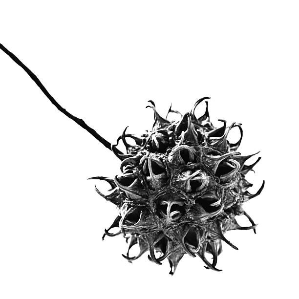 Close up of Sweetgum Tree seed pod.