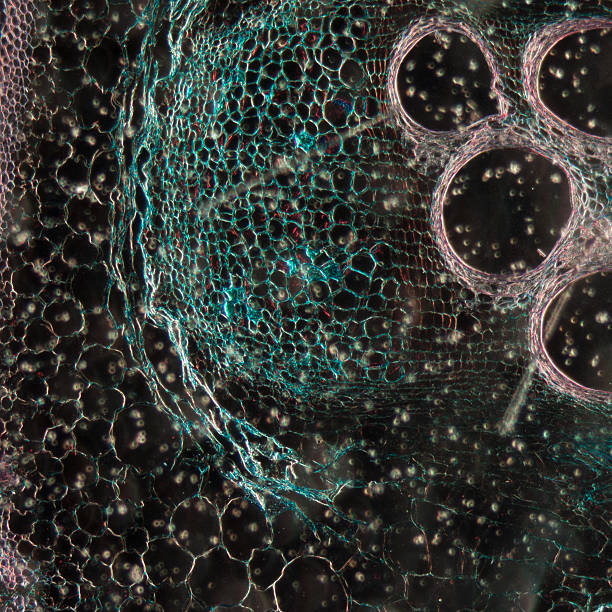 istock microscopy micrograph plant tissue, stem of pumpkin 180539378