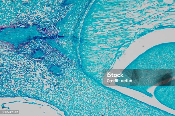 Mikroskopie Corn Embryo Stockfoto und mehr Bilder von Bildhintergrund - Bildhintergrund, Bildung, Biologie