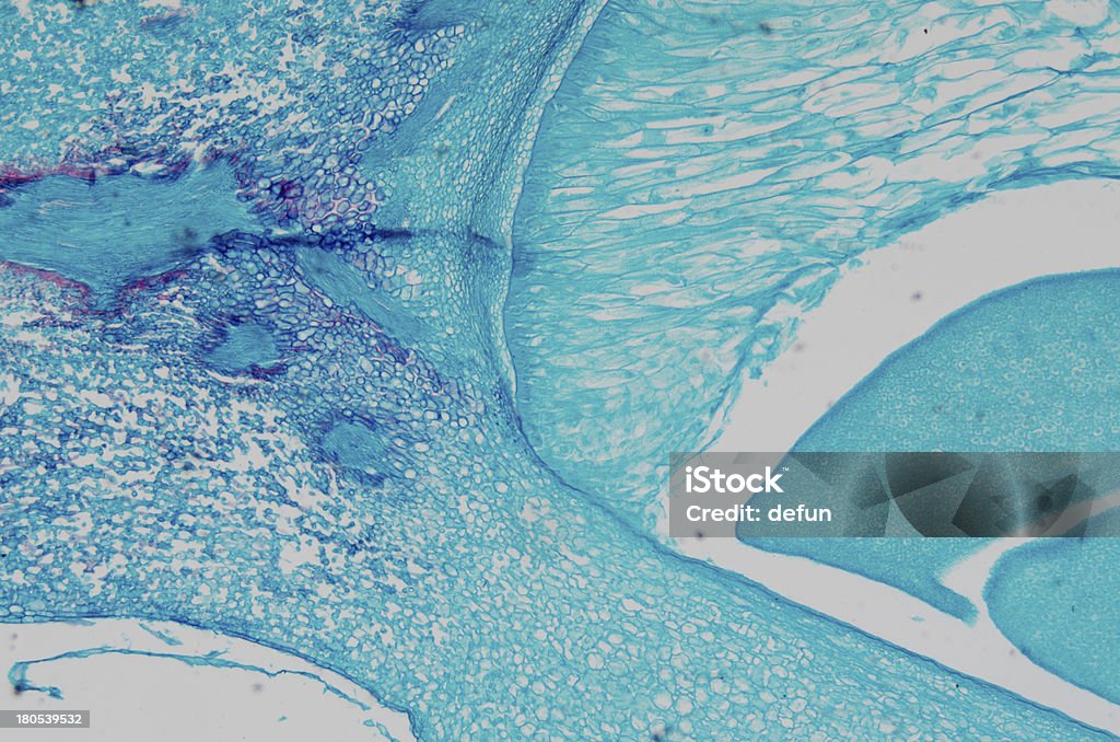 Микроскопия кукуруза Зародыш - Стоковые фото Endosperm роялти-фри