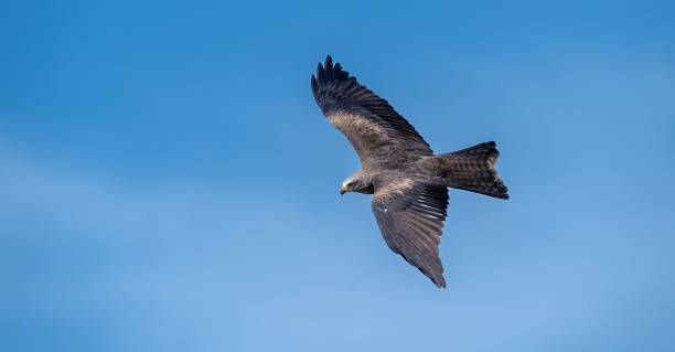istock Majestic black kite glides through the azure sky 1805415707