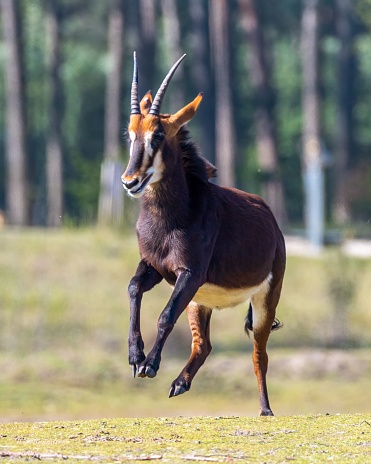 A sable antelope running in a meadow, Hippotragus niger