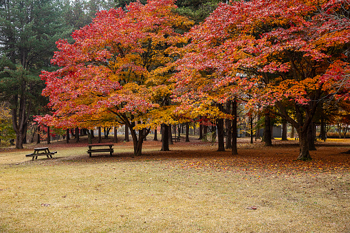 Autumn leaves on green grass.