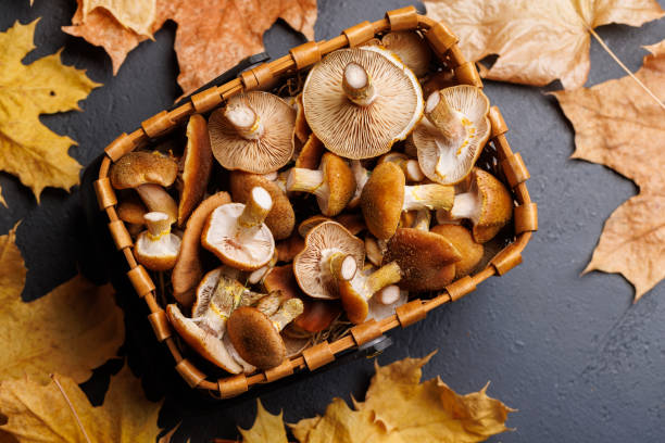 istock Fresh mushrooms in rustic basket, a wholesome harvest 1805417322