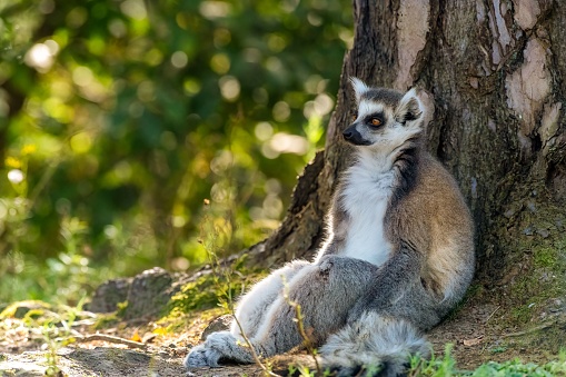 A ring-tailed lemur leaning against a tree