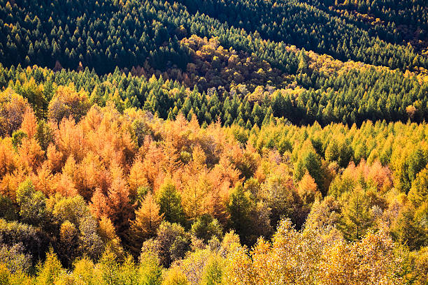istock forest in autumn colors 180541832