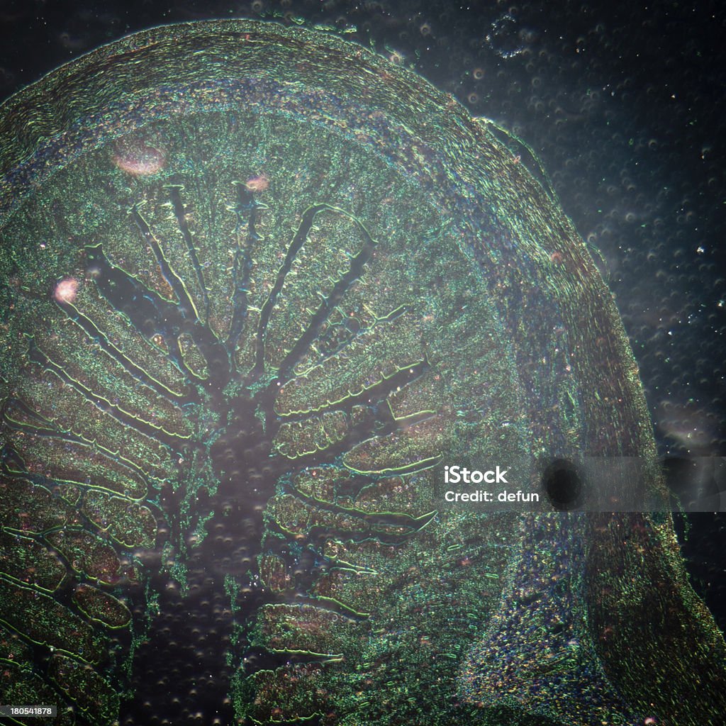 Microscopie de petites intestinum tenue tissus en profondeur - Photo de Aliment en portion libre de droits