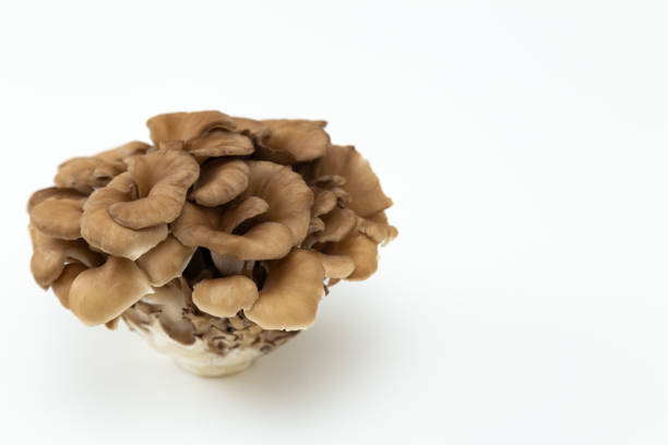 istock Maitake mushrooms on a white background 1805420047