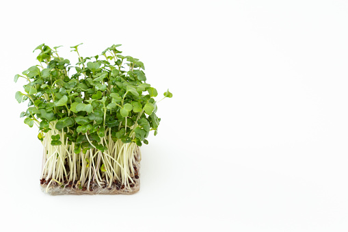 Broccoli sprouts on white background