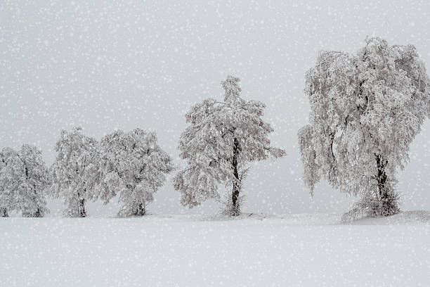 istock snowy trees in winter landscape 180542154