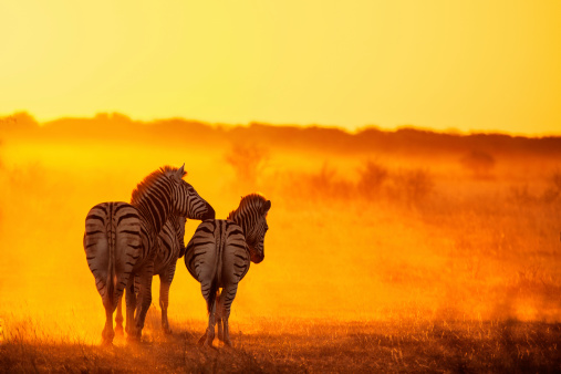 Zebras in the African savanna at sunset. Serengeti National Park. Tanzania. Africa. Banner format.