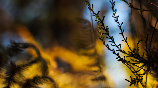 Vue rapprochée de pins landais et de fougères, aux teintes de l'automne, pendant l'heure dorée