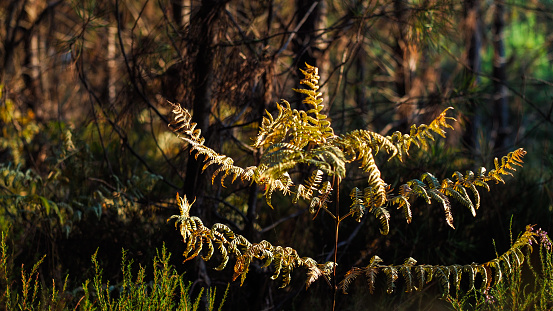 Vue rapprochée de pins landais et de fougères, aux teintes de l'automne, pendant l'heure dorée