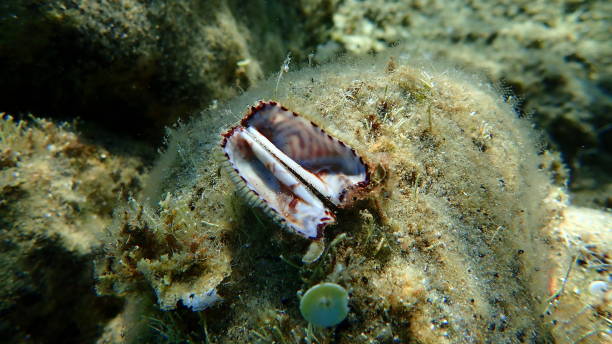 istock Noah's ark shell or Noah's ark, Noah's arch (Arca noae) shell undersea 1805429159