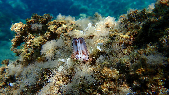 Arching Shell Noahs Ark Shell Or Noahs Ark Noahs Arch Shell Undersea Stock Photo ...