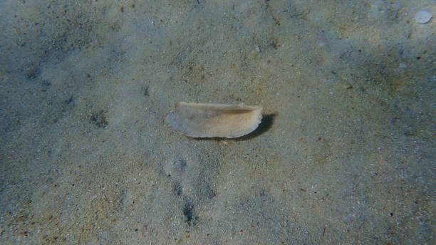istock Noah's ark shell or Noah's ark, Noah's arch (Arca noae) shell undersea 1805429974